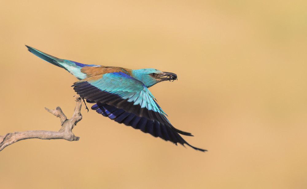 Busy Morning von Jun Zuo