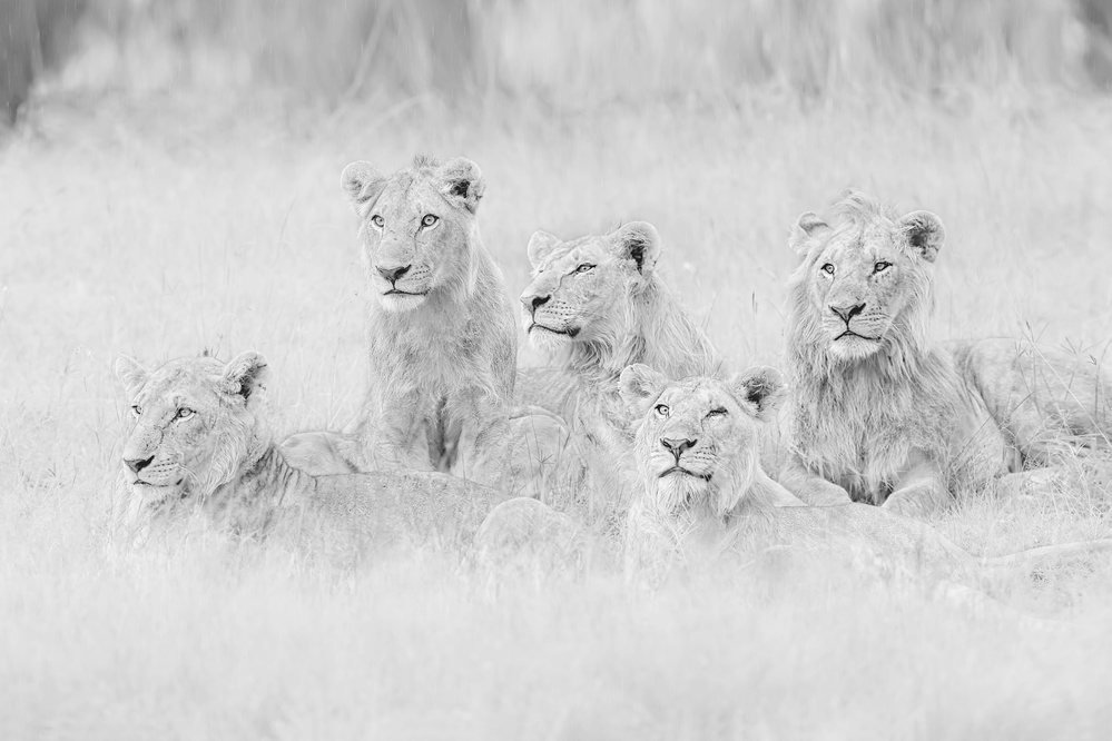 Brothers in A Little Rain von Jun Zuo