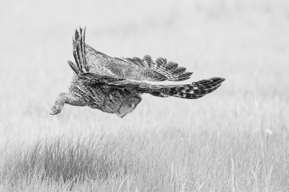 Locking The Target von Jun Zuo