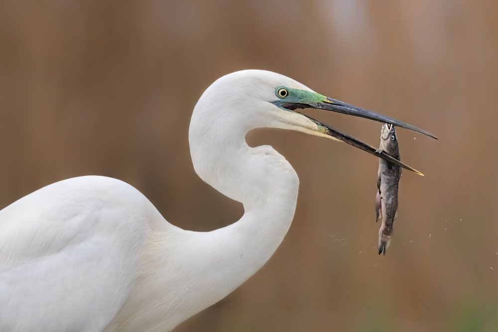 The Last "Kiss" von Jun Zuo