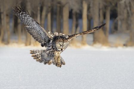 The Morning Catching