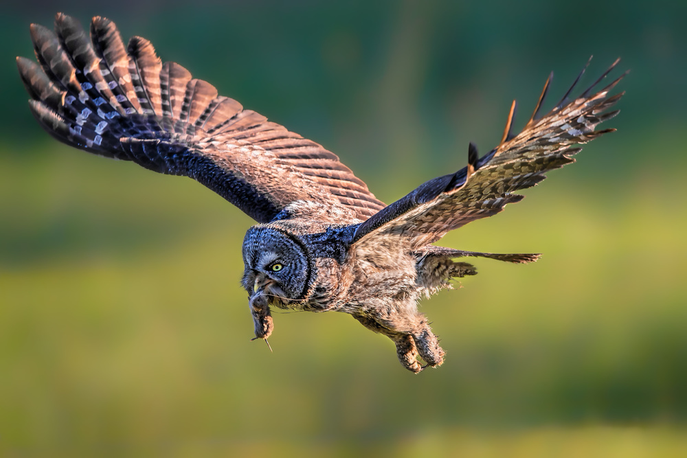 A Busy Morning von Jun Zuo