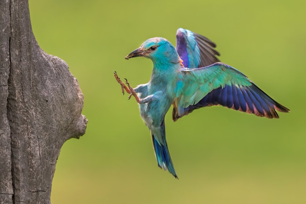 A Busy Morning von Jun Zuo