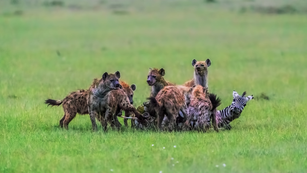 A Cruel Nature von Jun Zuo