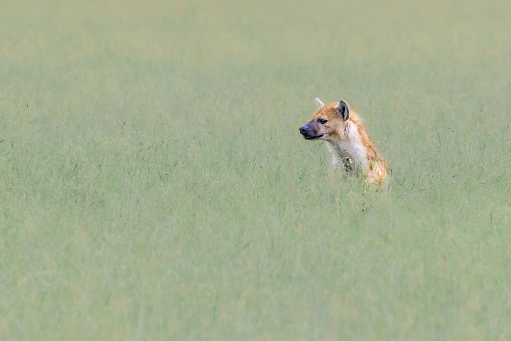 Expecting von Jun Zuo