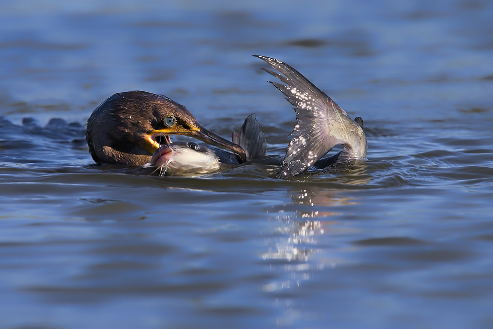 Its Too Big von Jun Zuo