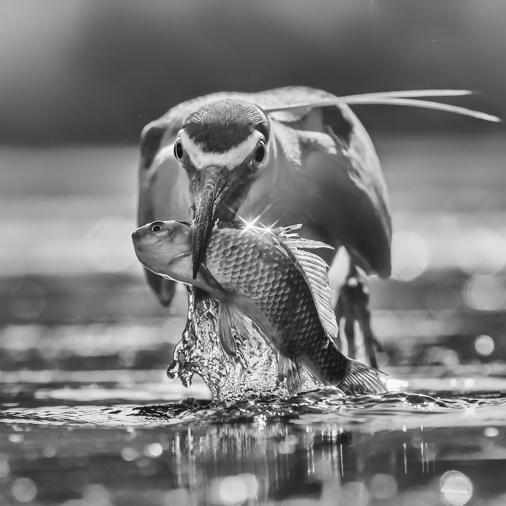 Catching von Jun Zuo