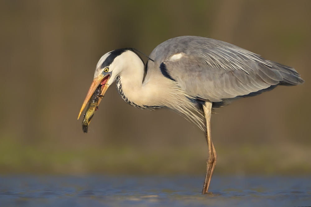 Catching von Jun Zuo