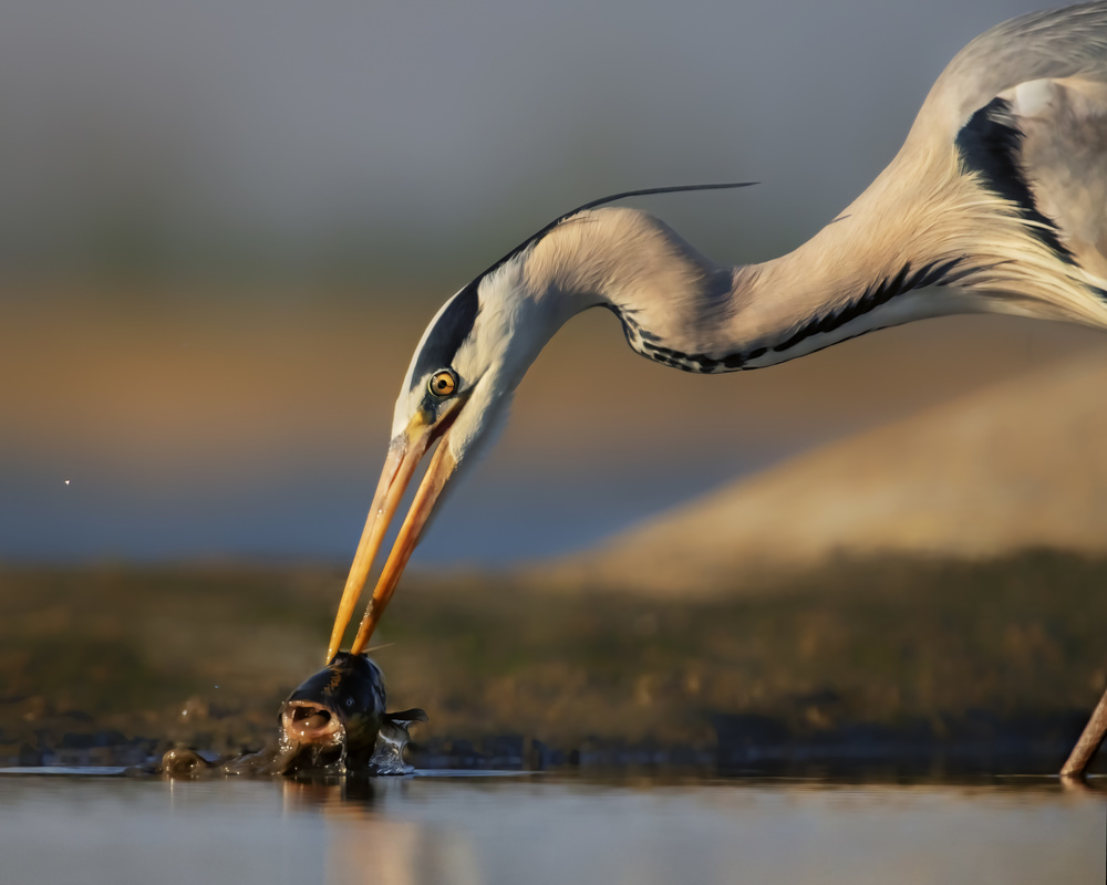 Catching in The Morning von Jun Zuo