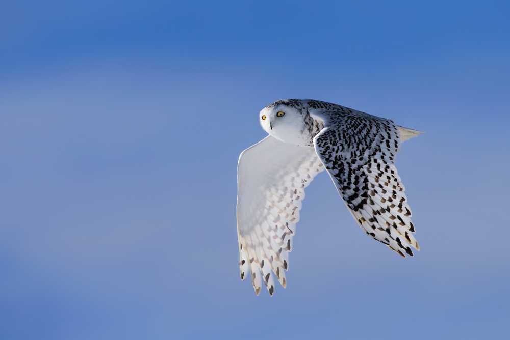 Flying Under Blue von Jun Zuo