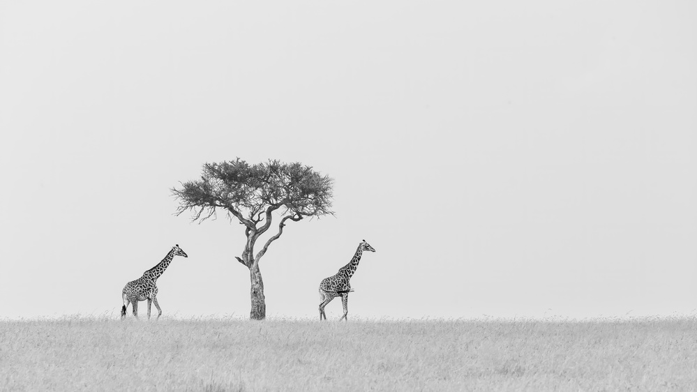 Peaceful von Jun Zuo