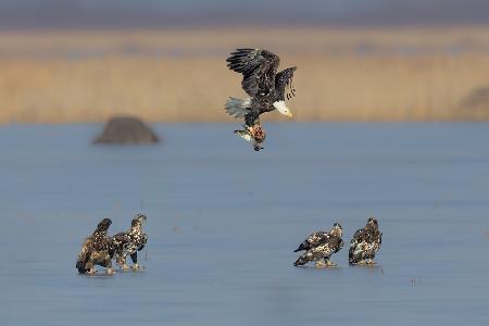 For Survival in the Winter