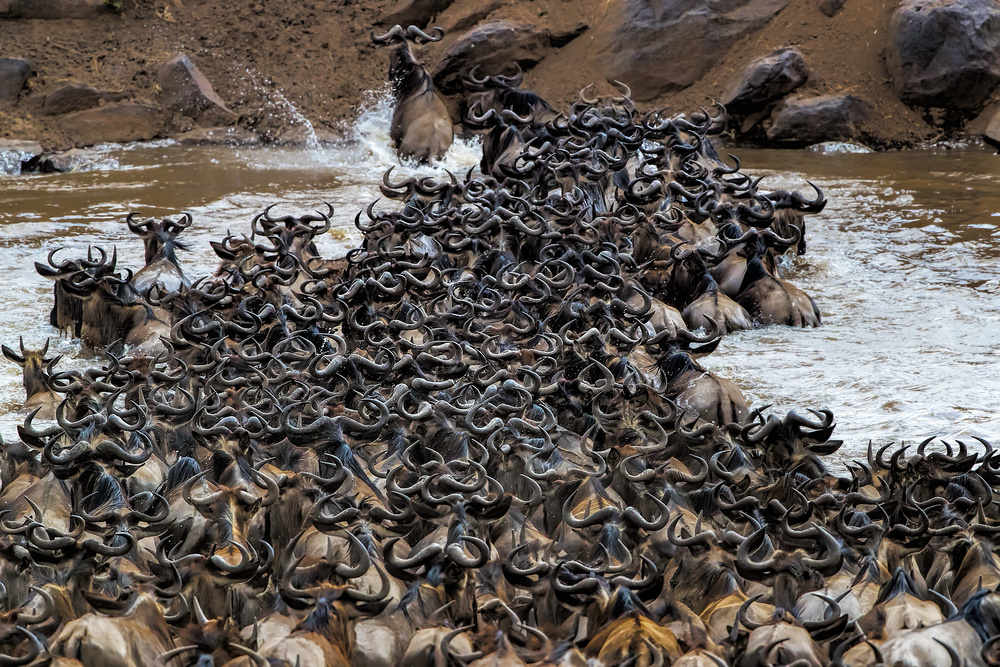 Wildebeests Crossing River von Jun Zuo