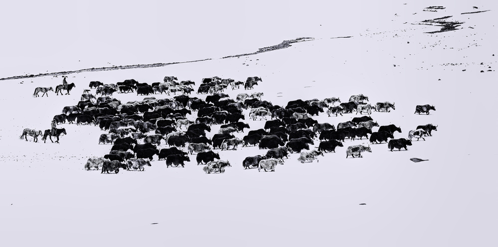 Grazing in Snow von Jun Zuo