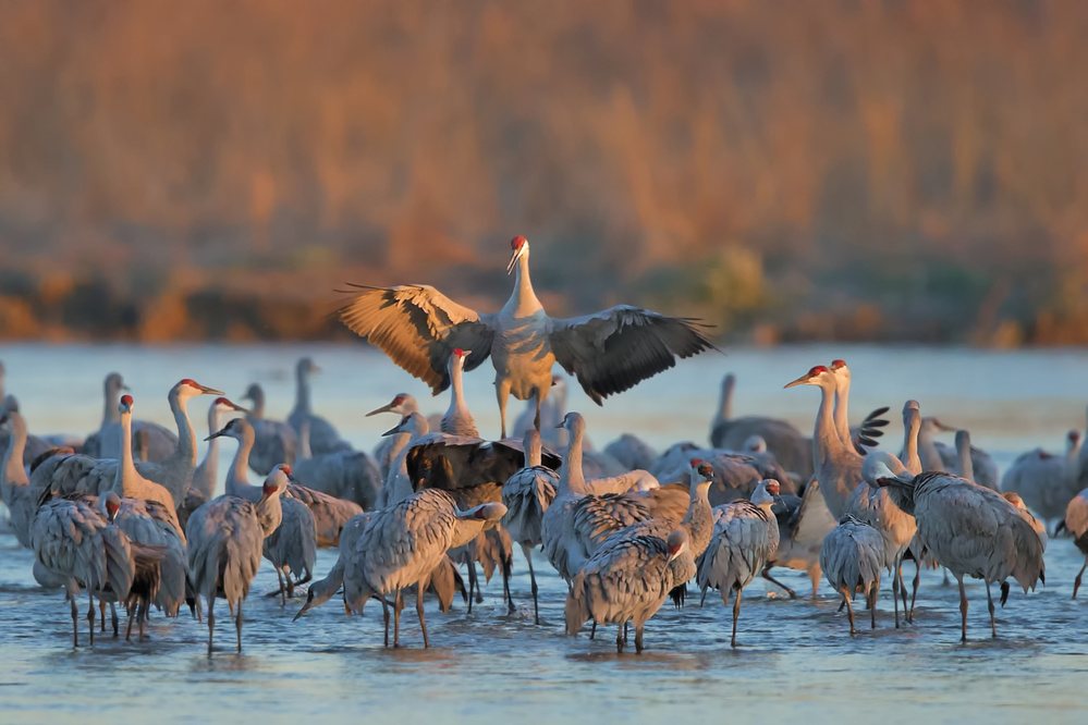 Good Morning von Jun Zuo