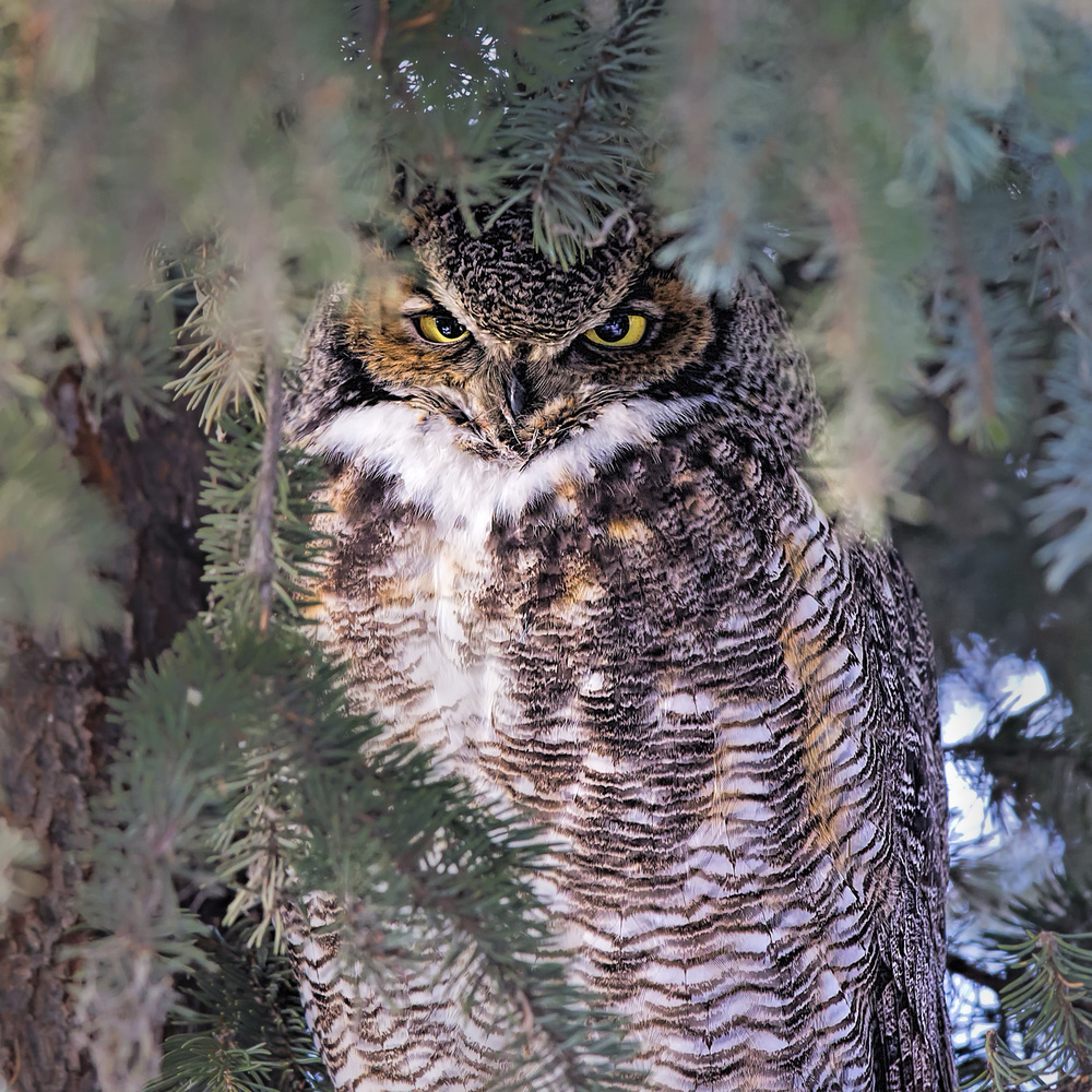 I Am Watching You von Jun Zuo