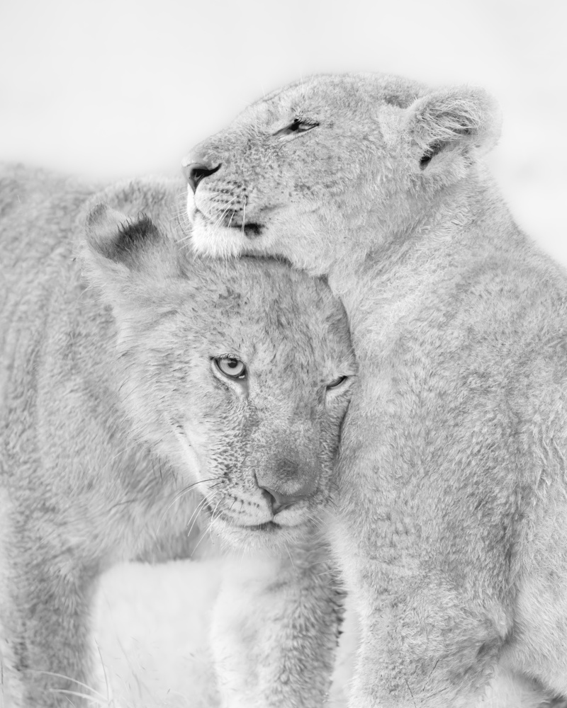 I Love You von Jun Zuo