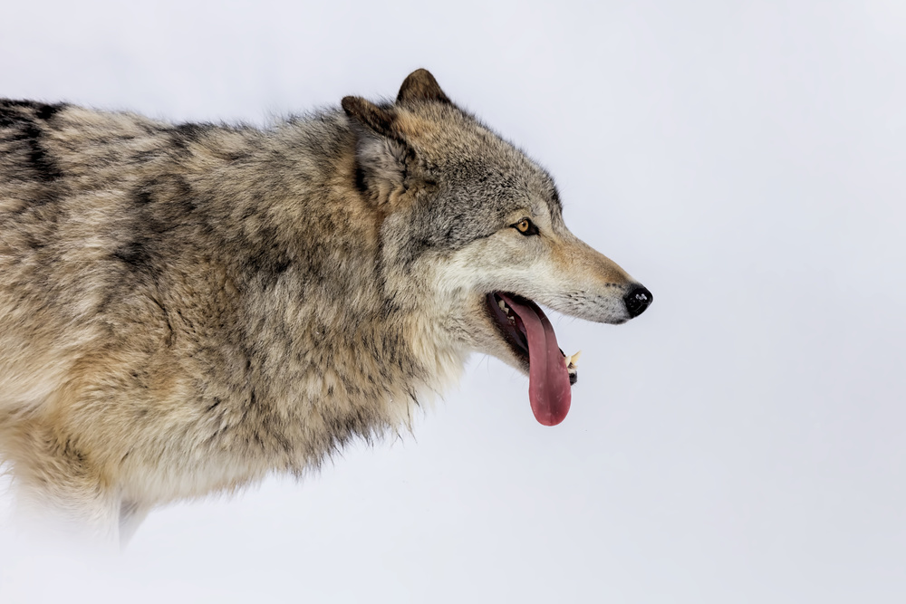 Loving Snow von Jun Zuo