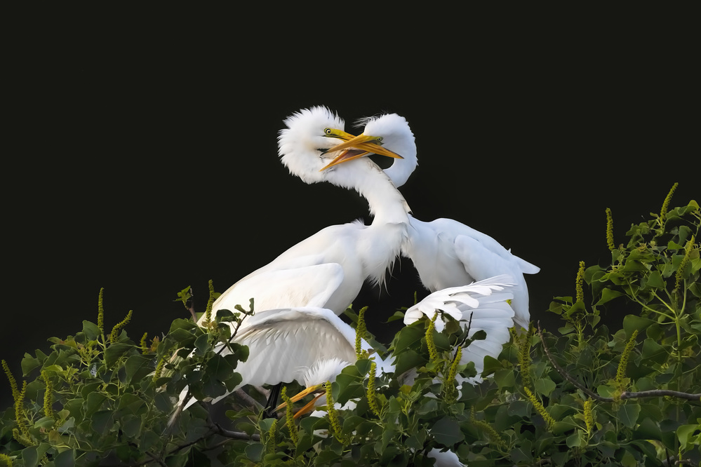 Fight For ... von Jun Zuo