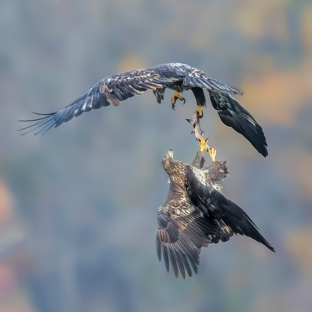 Fignting For Survive von Jun Zuo