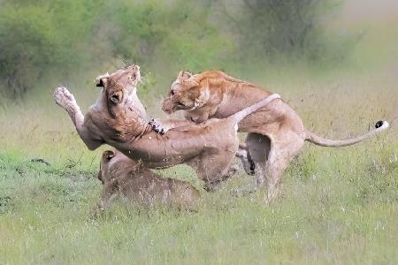 Fighting for Territory