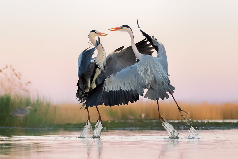 Confrontation von Jun Zuo