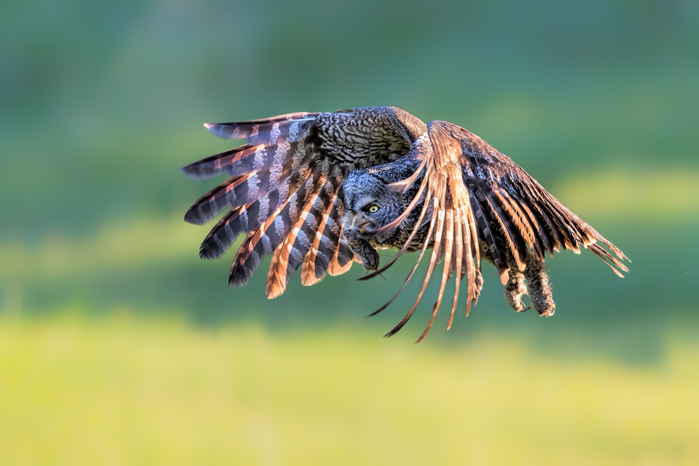 Morning Action von Jun Zuo