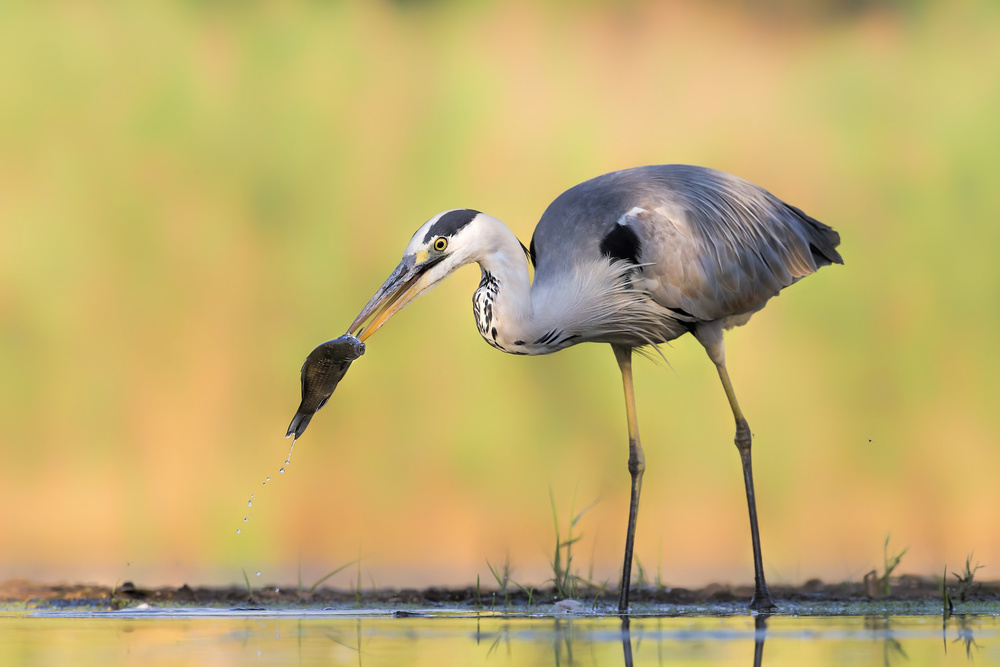 Morning Catch von Jun Zuo