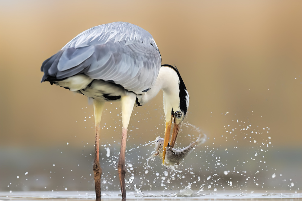 Morning Catch von Jun Zuo