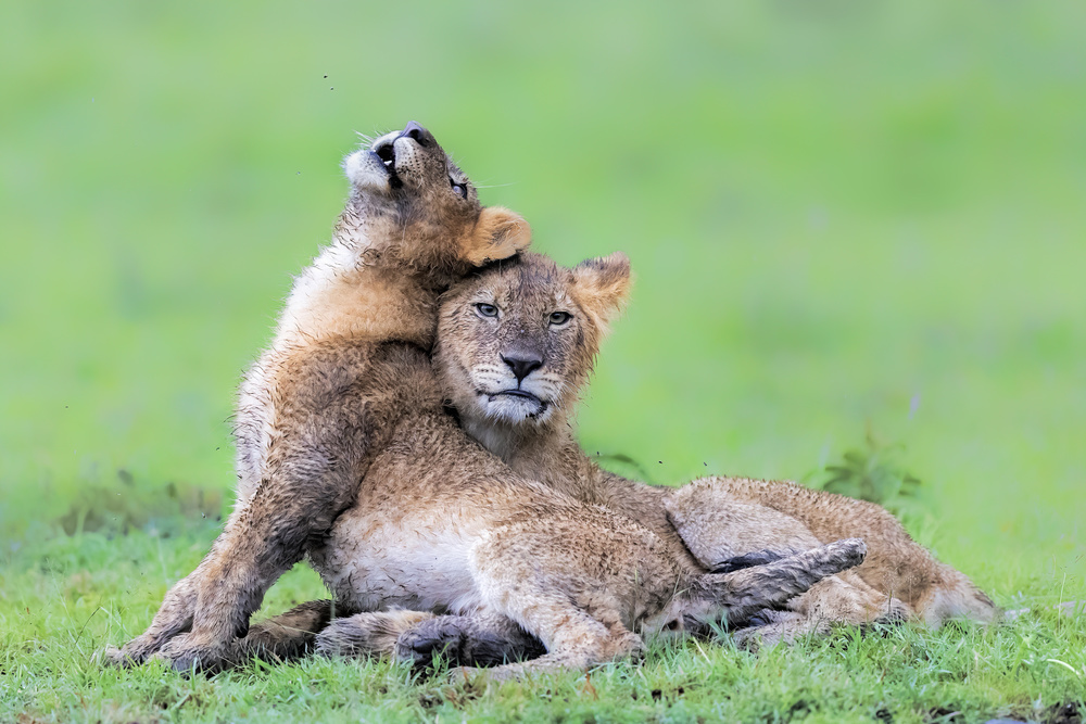 After The raining von Jun Zuo