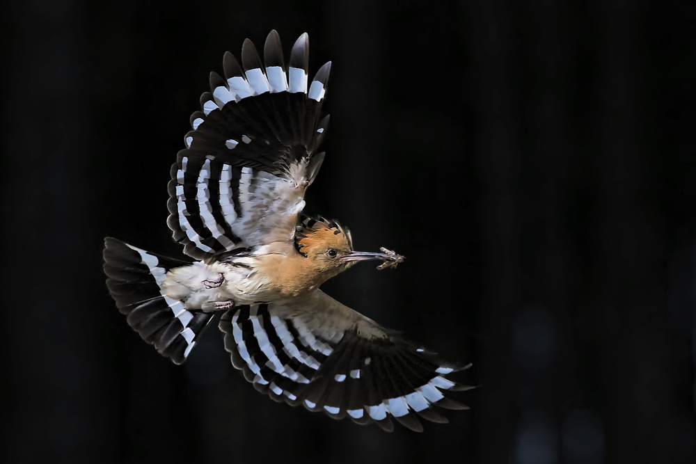 Getting Home to feed babys von Jun Zuo