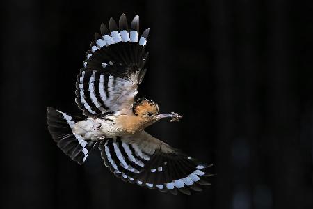 Getting Home to feed babys