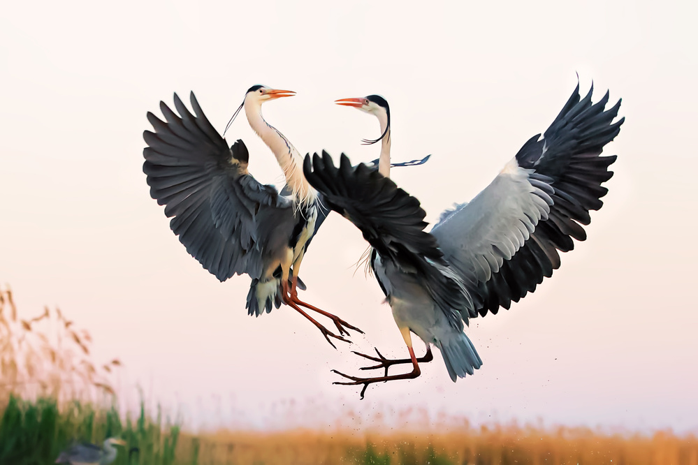 Heron Fighting von Jun Zuo