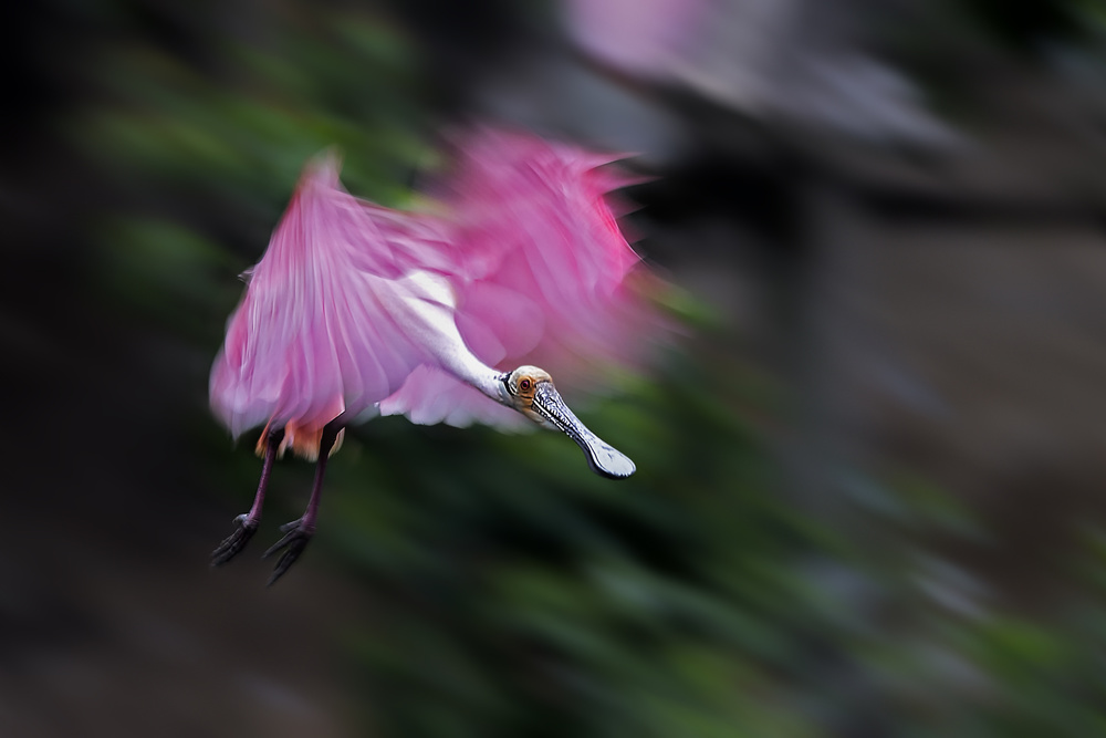 Roseate Spoonbill in Motion von Jun Zuo