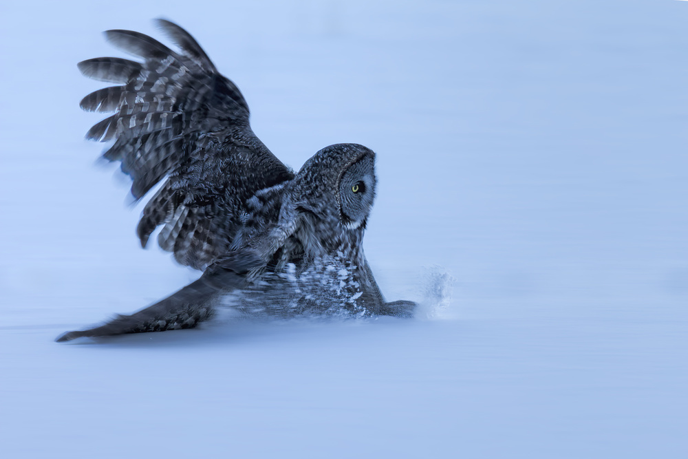Sliding in The Snow von Jun Zuo