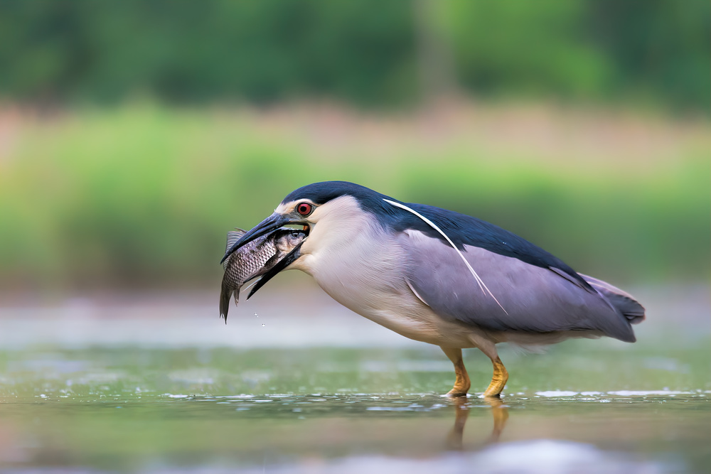 Swallowing von Jun Zuo