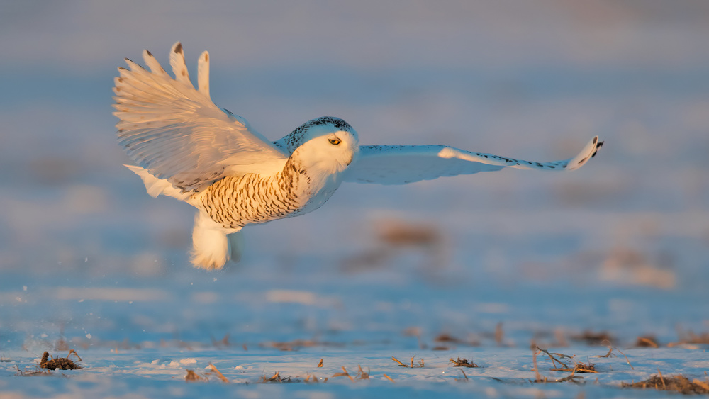 Snowy Owl von Jun Zuo