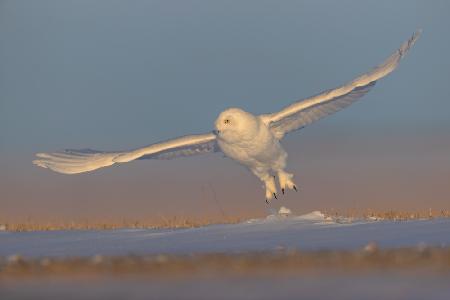 Snowy Owl