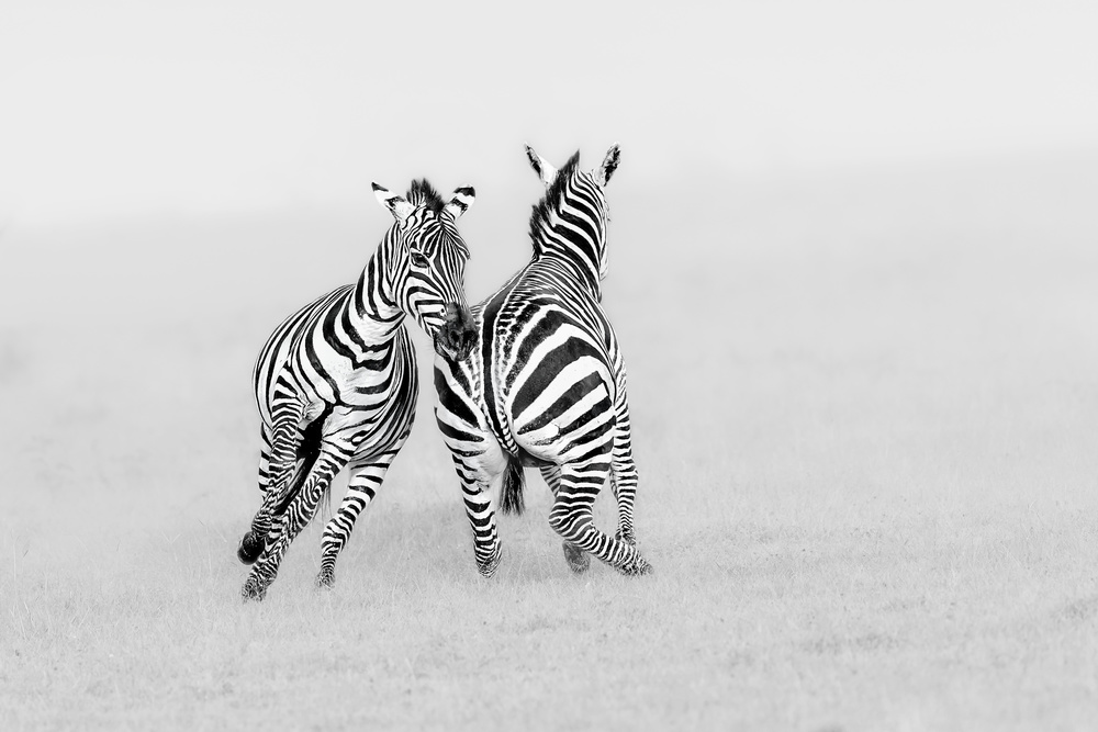 Playing or Fighting? von Jun Zuo