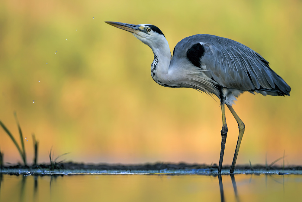 Drinking von Jun Zuo