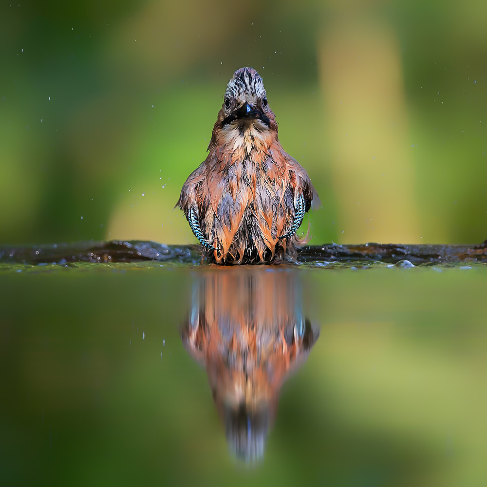 Totally Wet von Jun Zuo