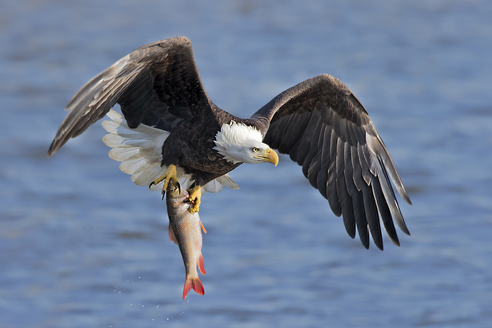Bald Eagle Catching a Big Fish von Jun Zuo