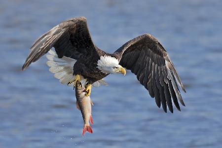 Bald Eagle Catching a Big Fish
