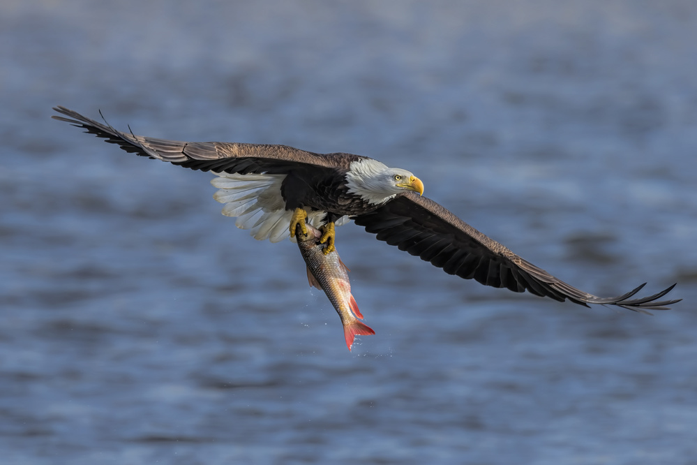 Bald Eagle Catching Fish von Jun Zuo
