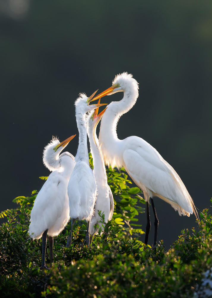 Where Is The Food? von Jun Zuo