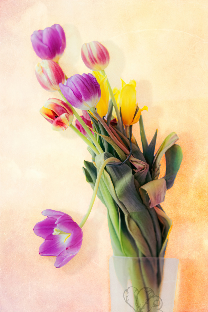 for Dagmar von Juraj Čičatko - (ASON)