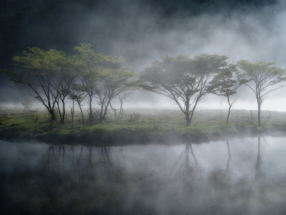 Trees in the Mist von K_Tsunoda