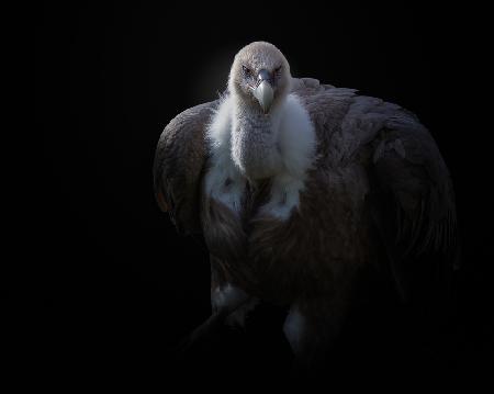 griffon vulture