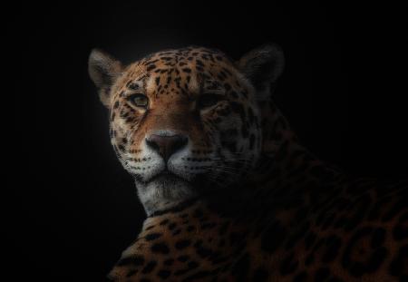 jaguar