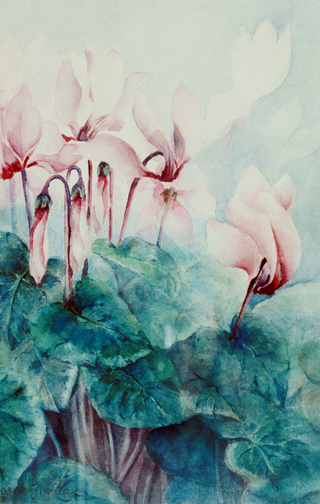 Pink Cyclamen Pseudibericum  von Karen  Armitage